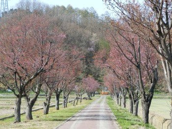 Okayama Cherry Blossoms景点图片