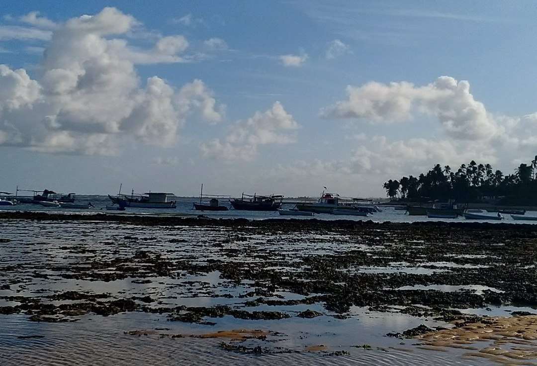 Praia do Forte Beach景点图片