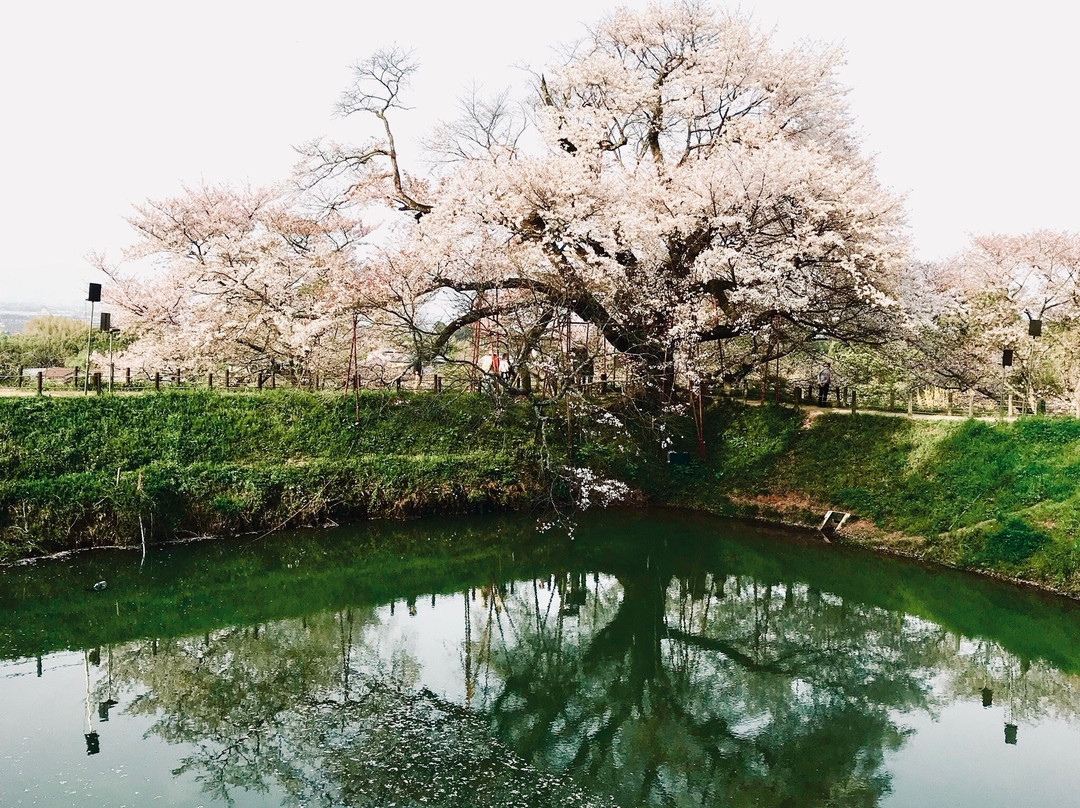 Asai's Cherry Blossom Tree景点图片
