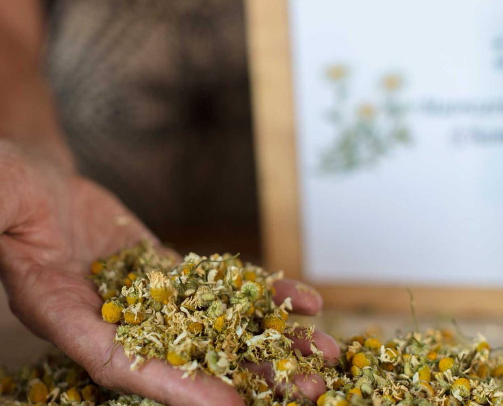 Phytofarm Herbal Learning Garden景点图片