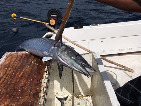 Barbados Sport Fishing-布里奇顿必去景点
