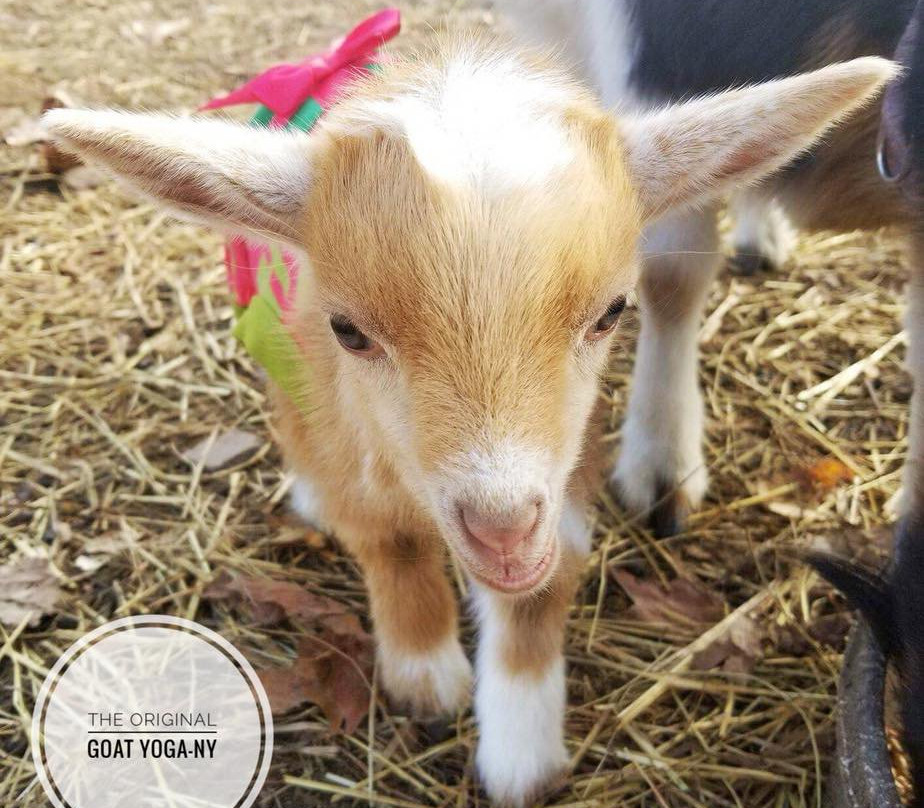 Oringal Goat Yoga-New York景点图片
