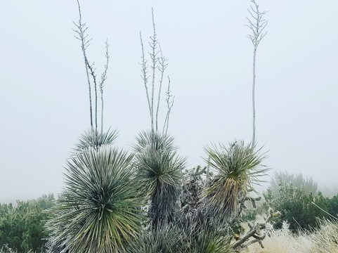 Smith Spring-Guadalupe Mountains National Park必去景点