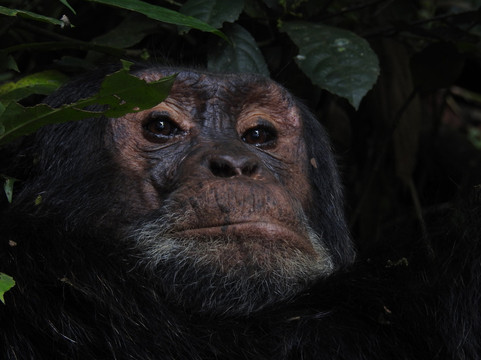 Piece of Uganda Safaris-恩德培必去景点