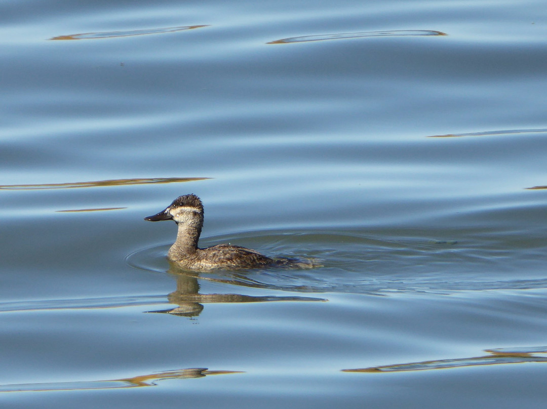 Link River Trail-克拉马斯福尔斯必去景点