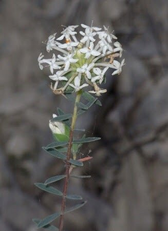 Harcourt North旅游攻略图片