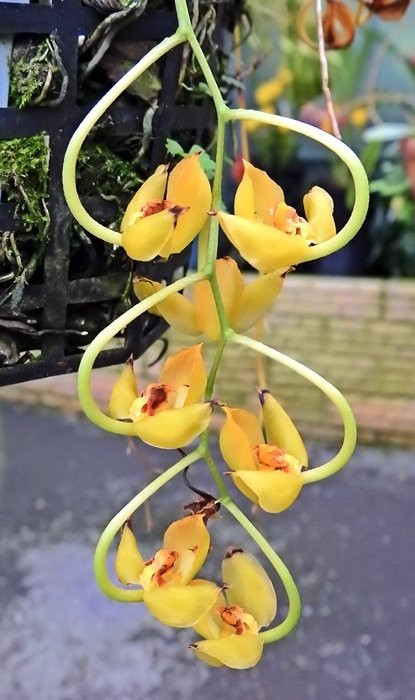 Orchid Paradise-牛顿阿伯里必去景点