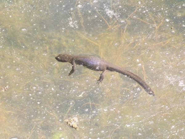 Wildwood Recreation Site-Welches必去景点