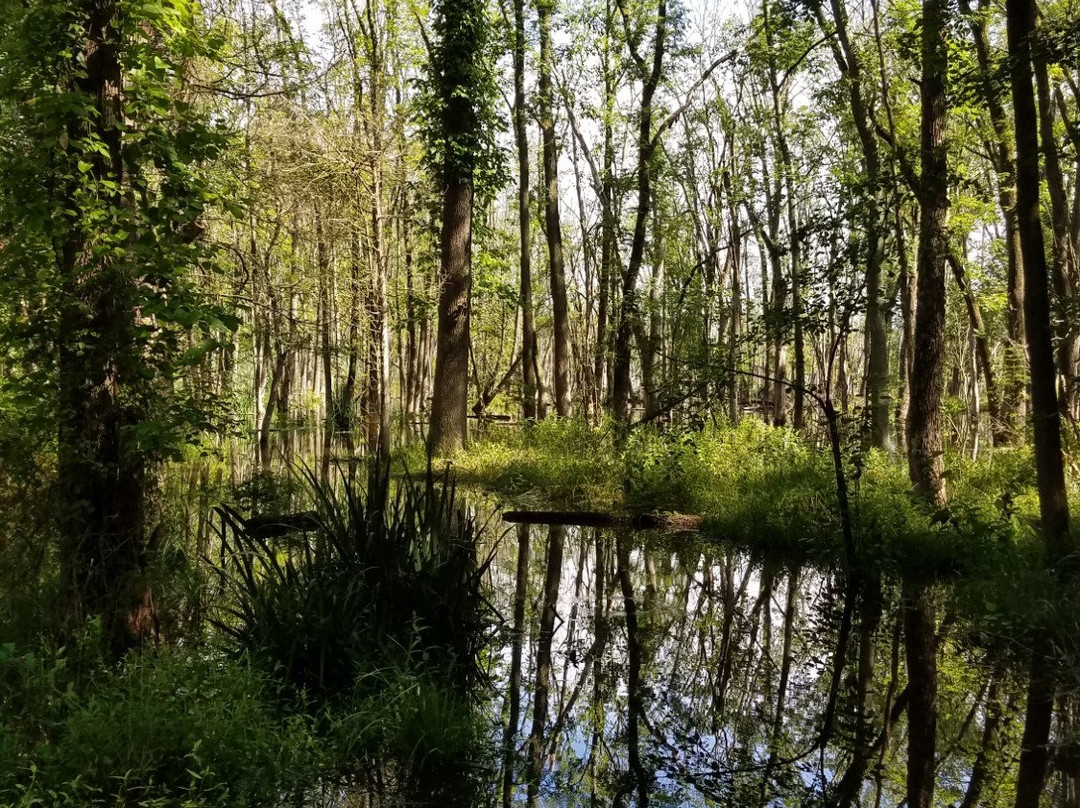 Washington Lake Park景点图片