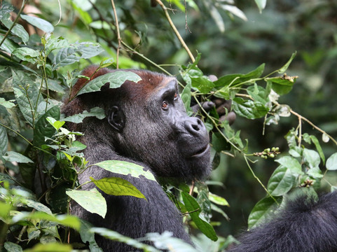 Nouabale-Ndoki National Park-Sangha Department必去景点