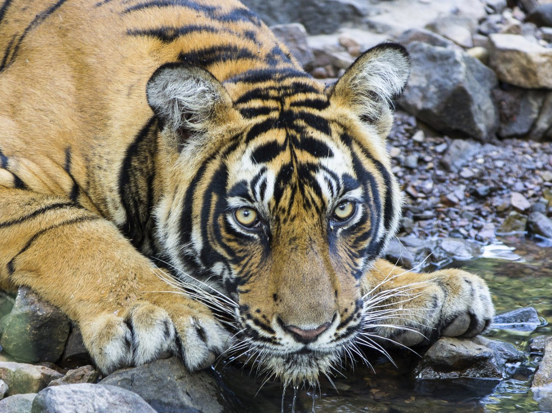 Wildlife Explorer India-新德里必去景点