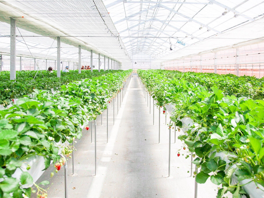 狭山市旅游景点-Sayama Berry Land