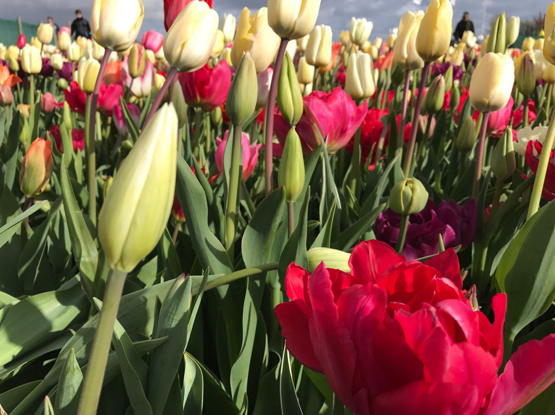 Floratuin景点图片