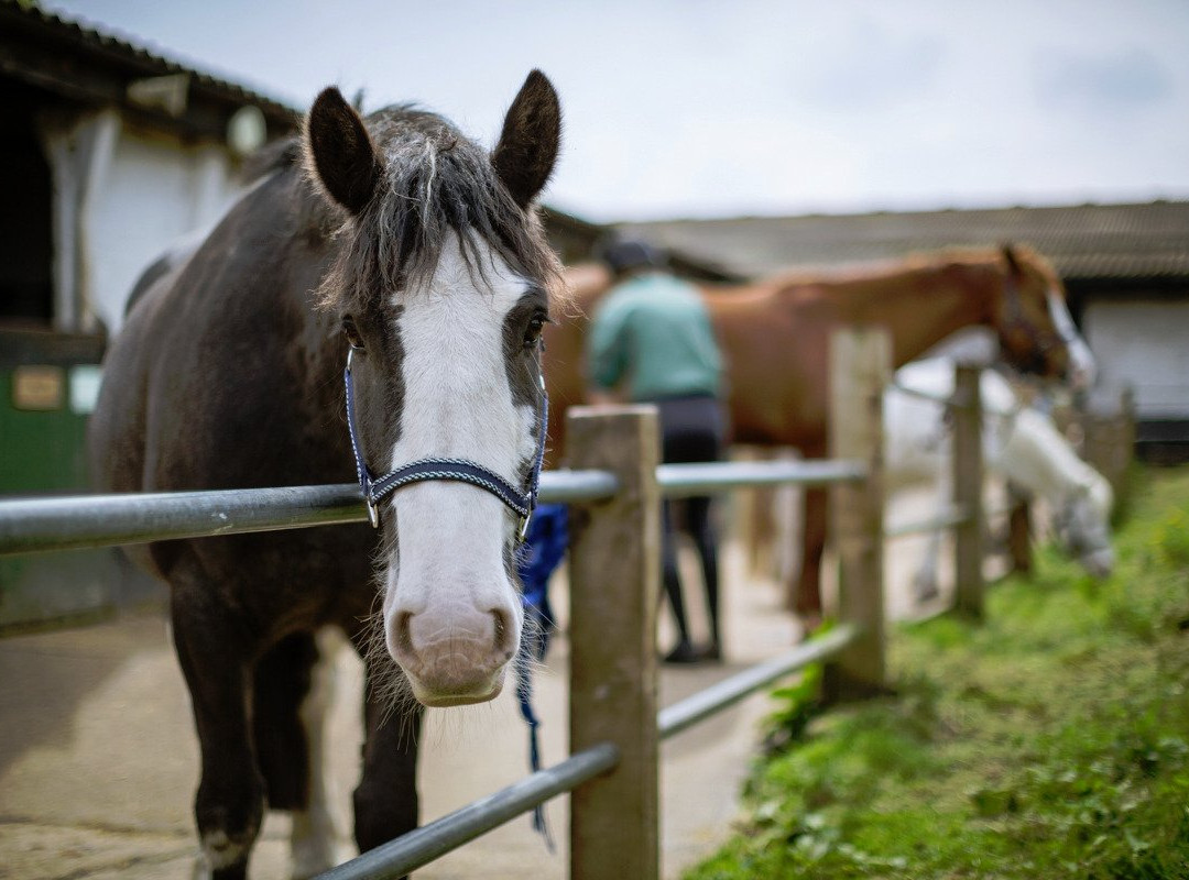 Mount Mascal Stables-伦敦必去景点