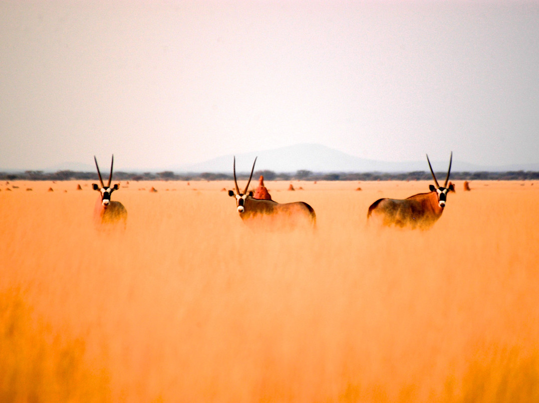 Pack Safari-温德和克必去景点