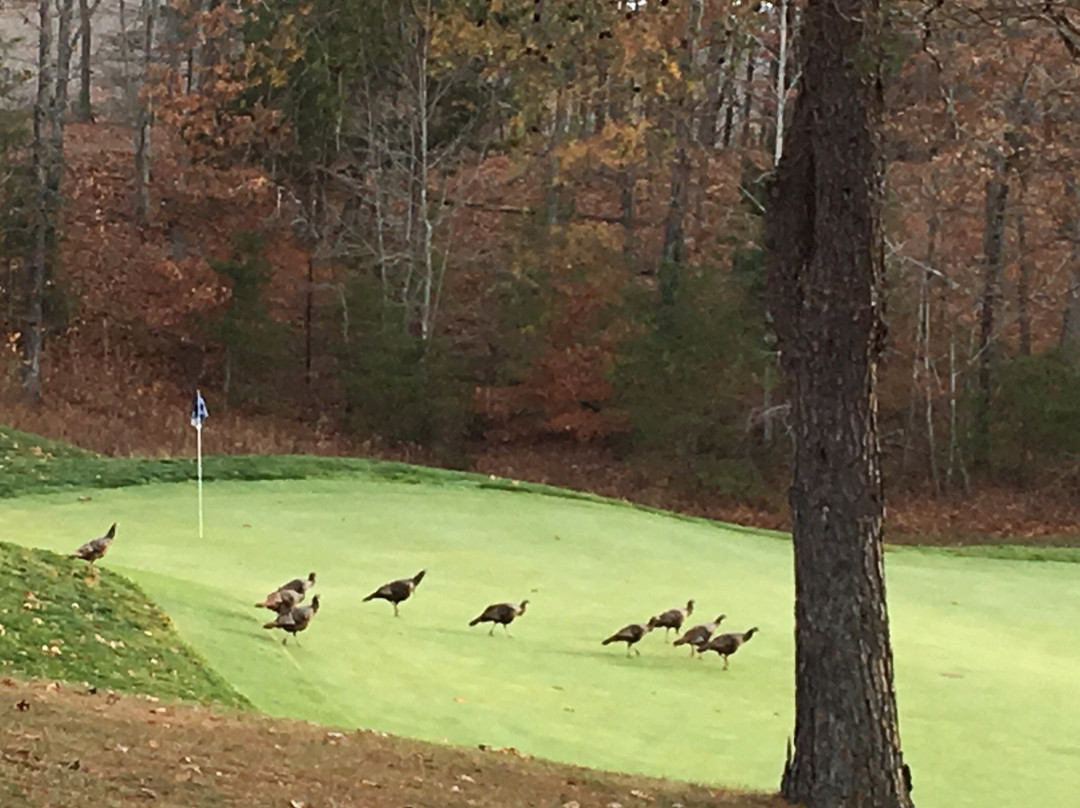 Dale Hollow Lake State Resort Park Golf Course-Burkesville必去景点