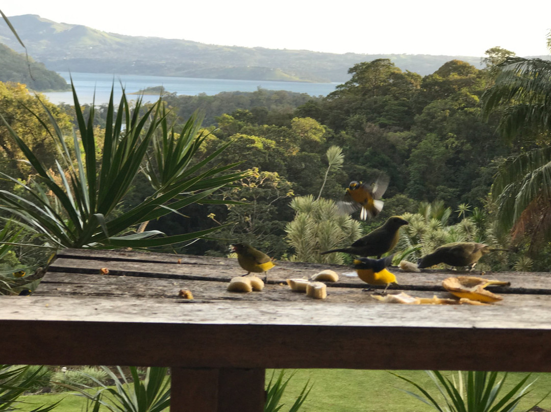 La Rana de Arenal主图