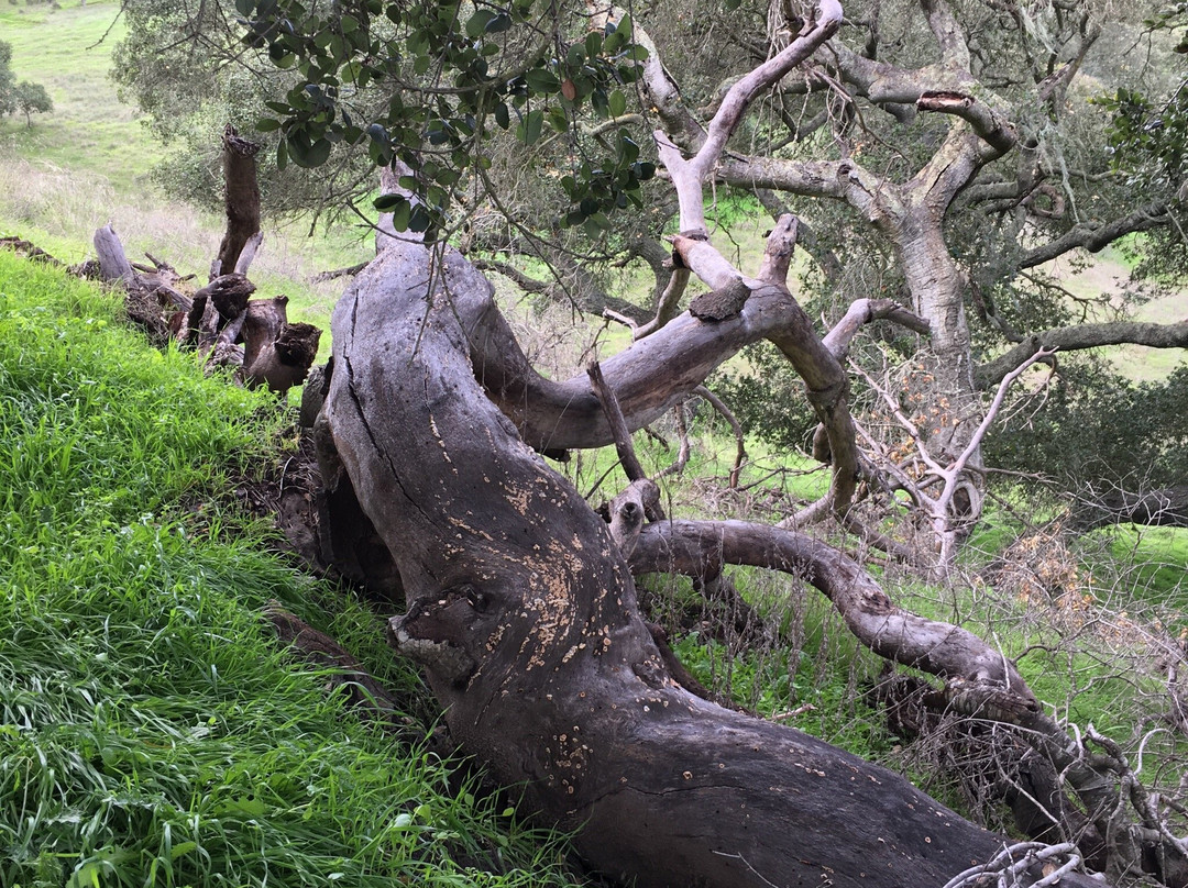 Los Flores Ranch Park-圣玛丽亚必去景点