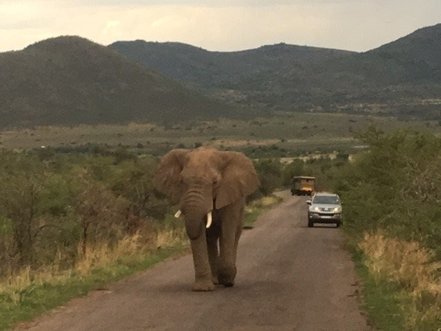 Go Safari景点图片