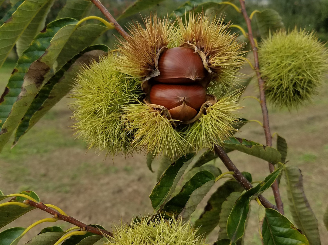 Kobayashi Farm-小布施町必去景点