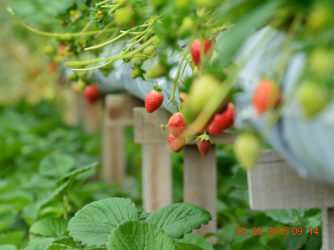 YZ Strawberry Farm-丹那拉塔必去景点