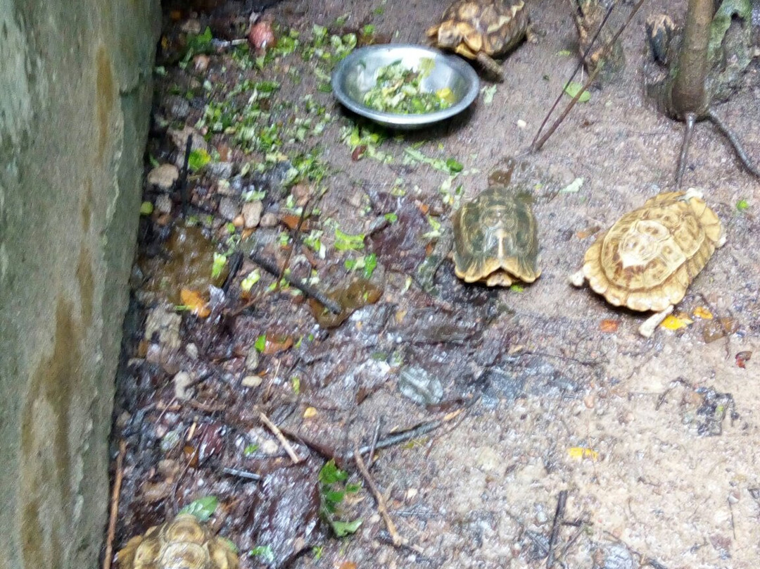 Monkey Forest Resort-Cape Coast必去景点