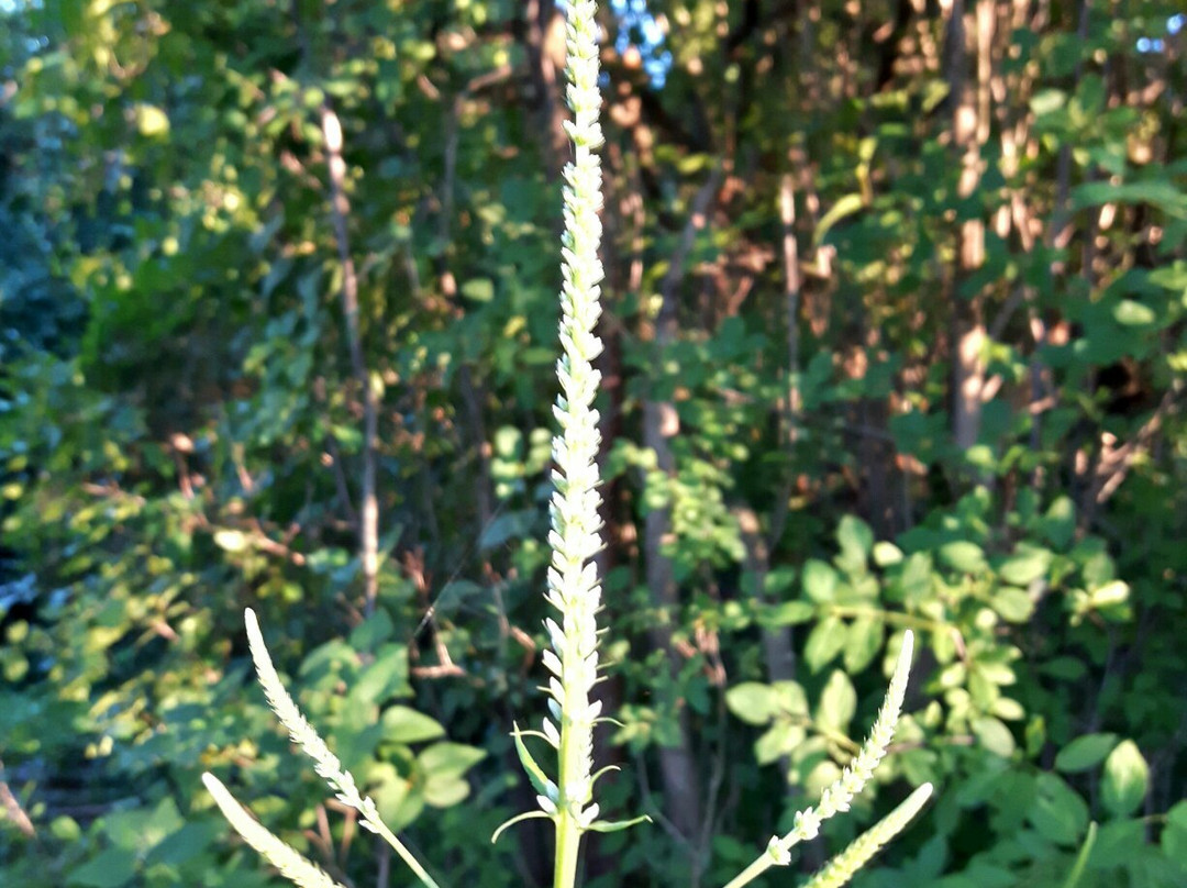 Hemlock Ravine-哈利法克斯必去景点