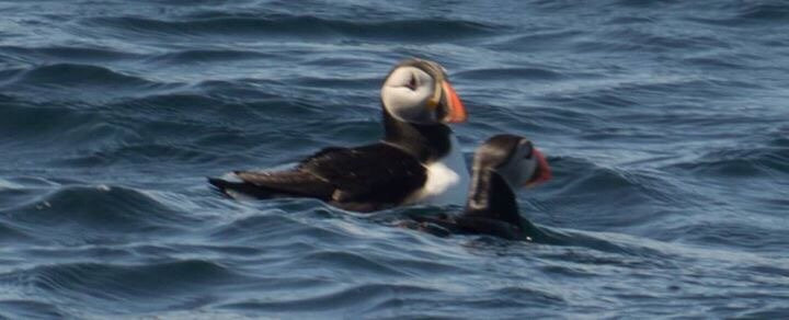 Puffins and Whales景点图片