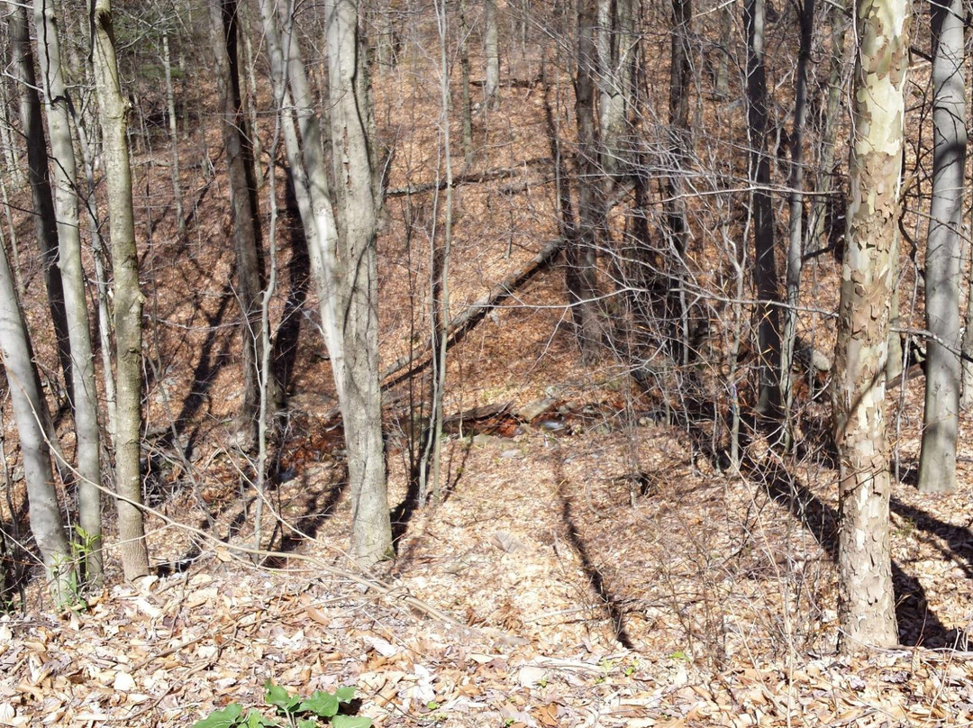 Lackawanna State Park景点图片