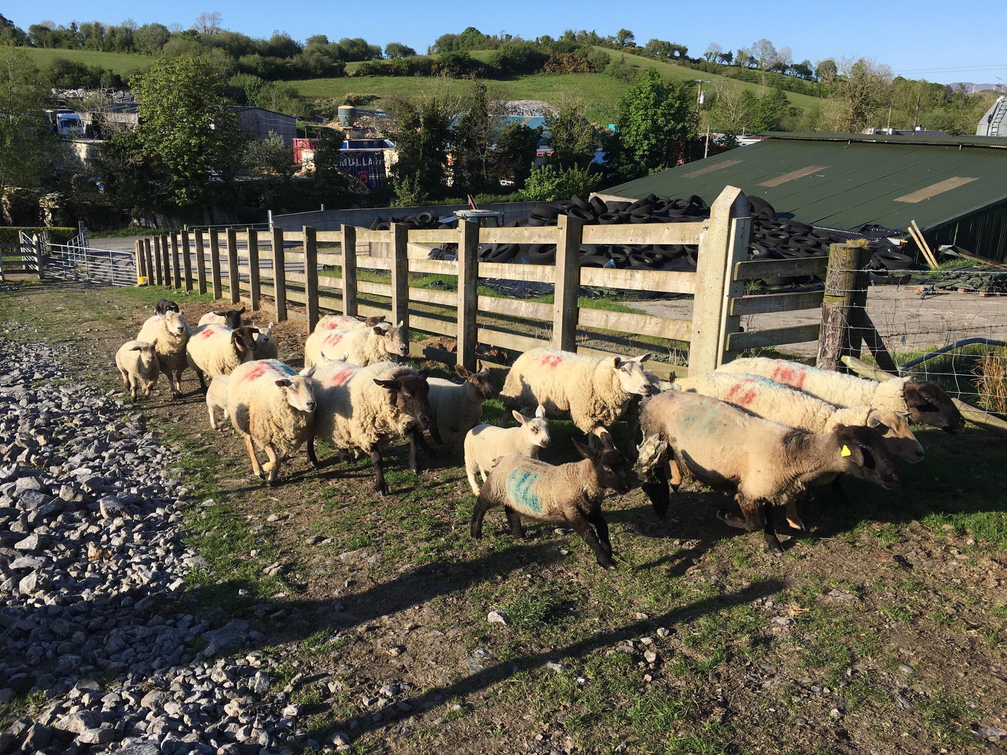 Rossmore Farmhouse B&B-官方