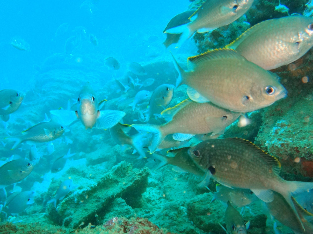 Scubatec-Chichiriviche de la Costa必去景点
