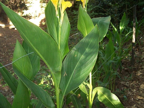 Karituwhenua Stream Walkway-Havelock North必去景点