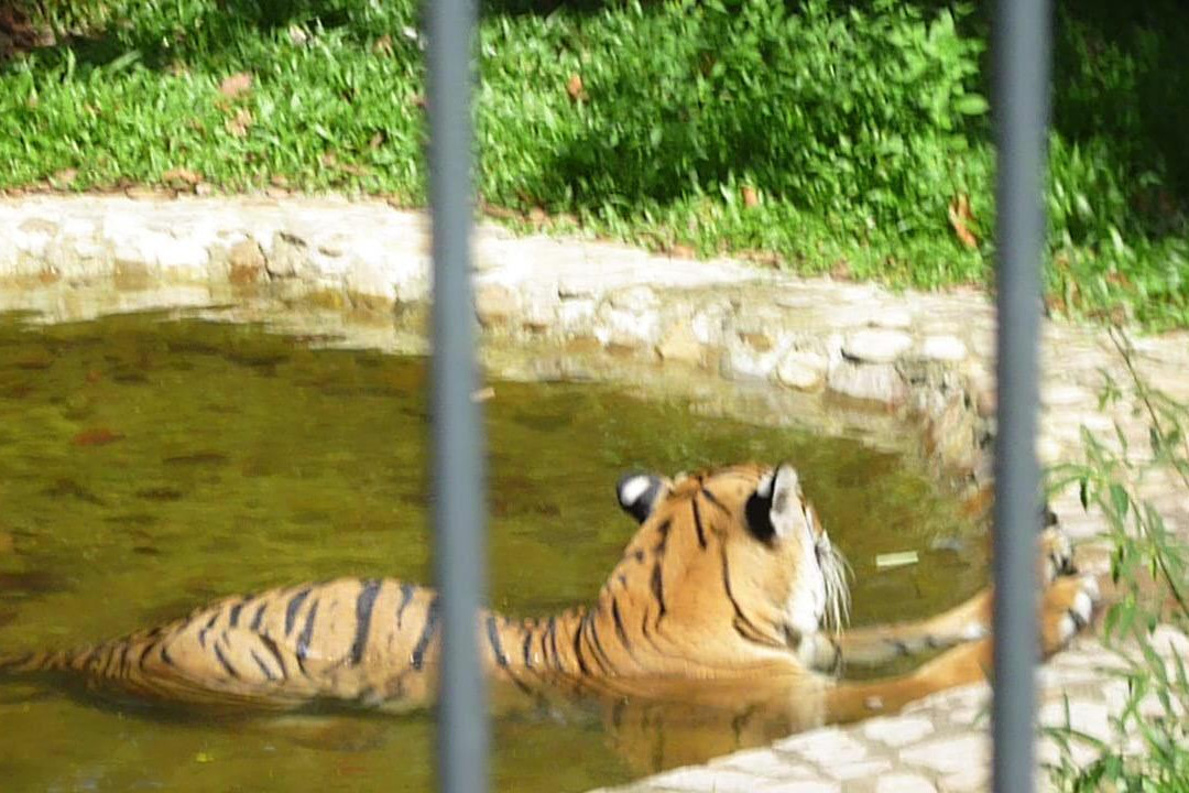 Tiger! Tiger! Gallery & Exhibit景点图片