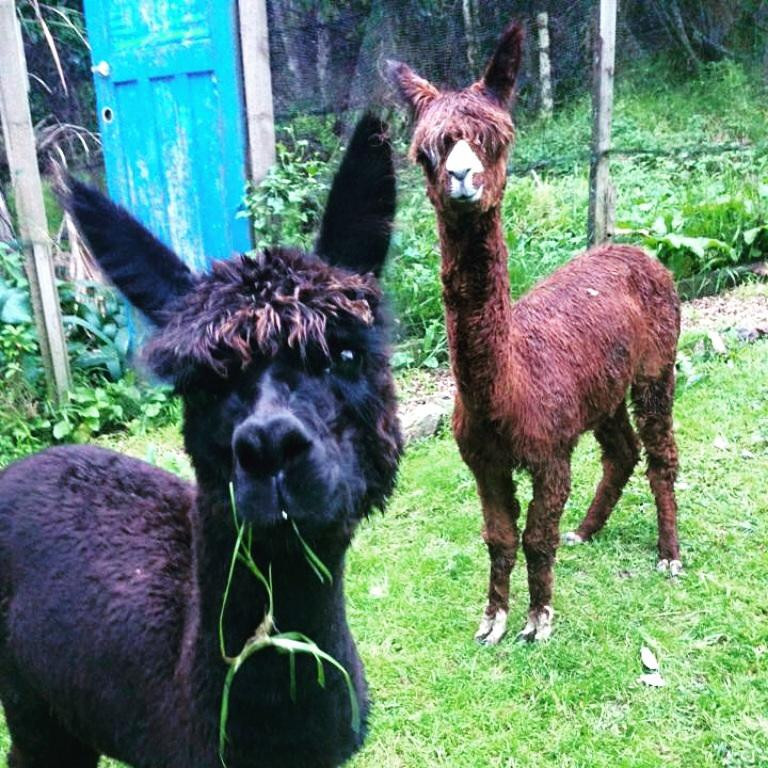 Ostend酒店住宿-Waiheke Island Guesthouse