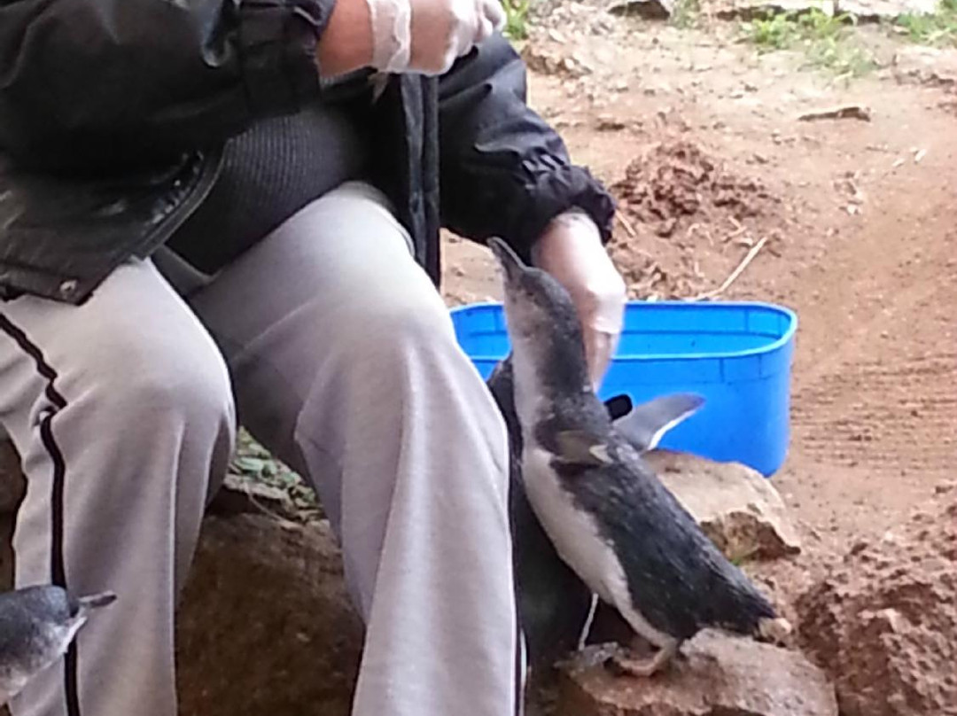 Penguin Centre-维克多港必去景点