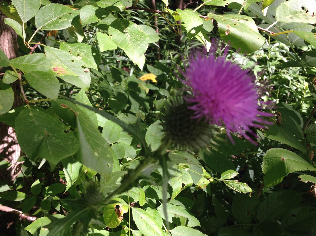 Elora Cataract Trailway-伊劳拉必去景点