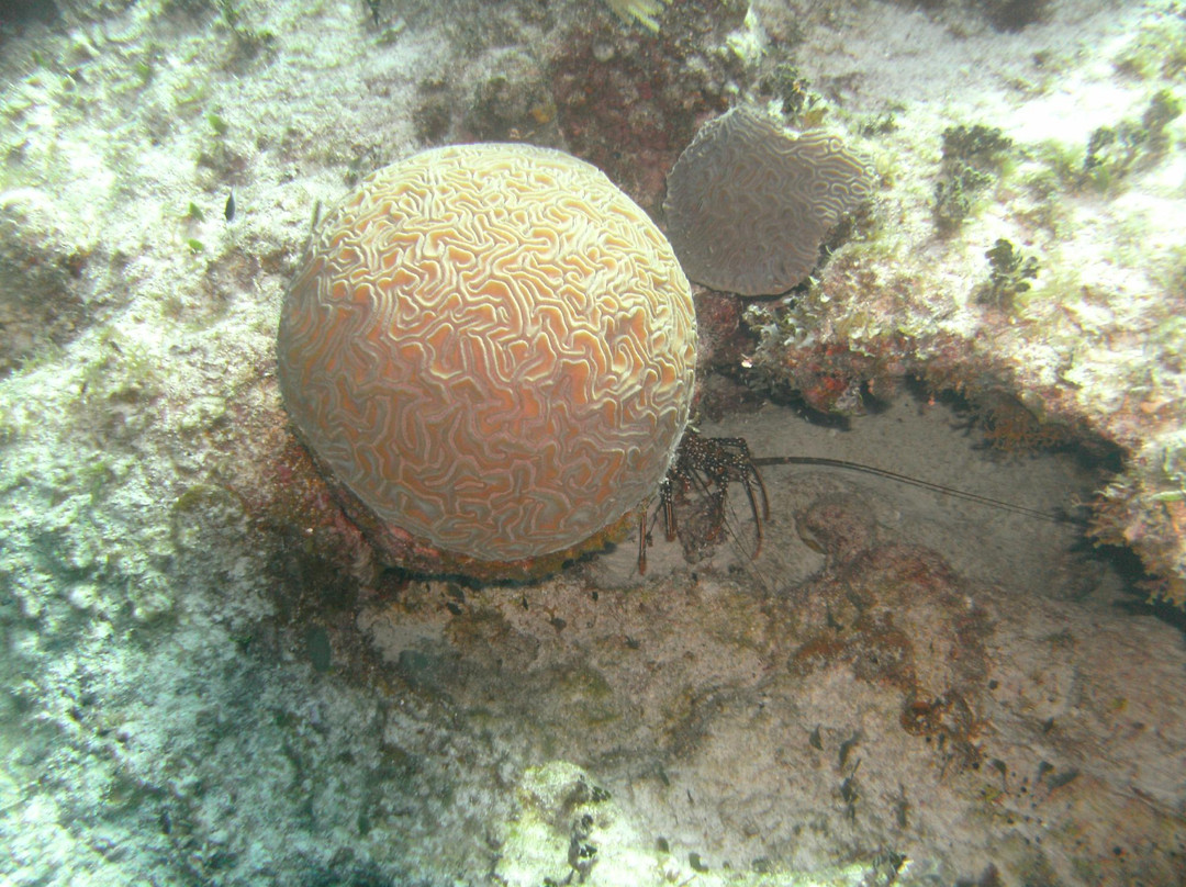 A Water Odyssey Scuba-Williamsport必去景点