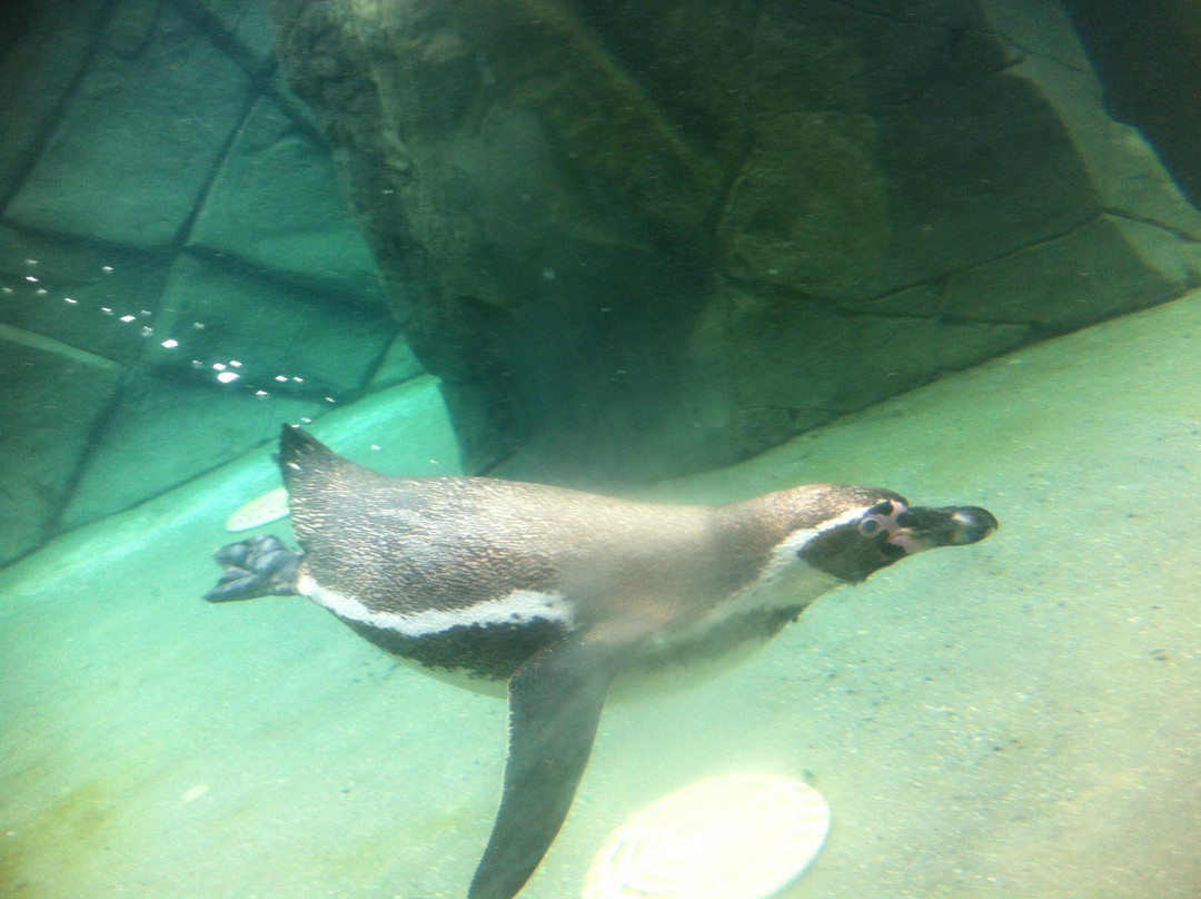 Peak Wildlife Park景点图片