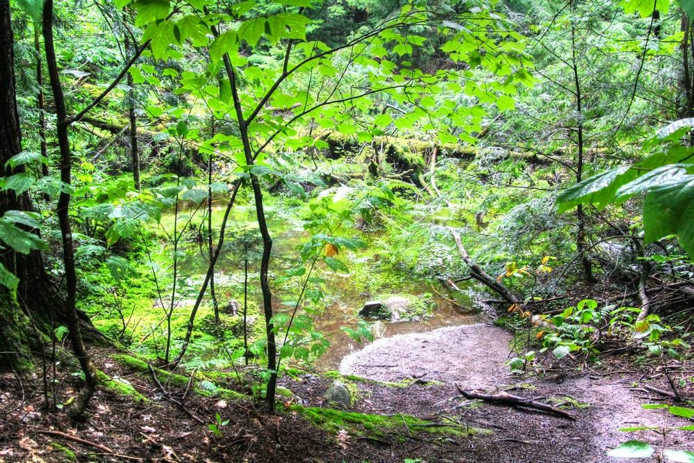 Hardwood Lookout Trail景点图片