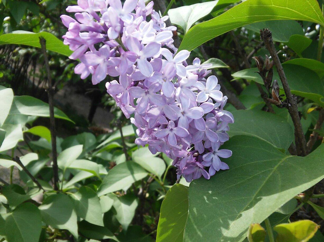 Sungnam Botanical Garden-城南市必去景点