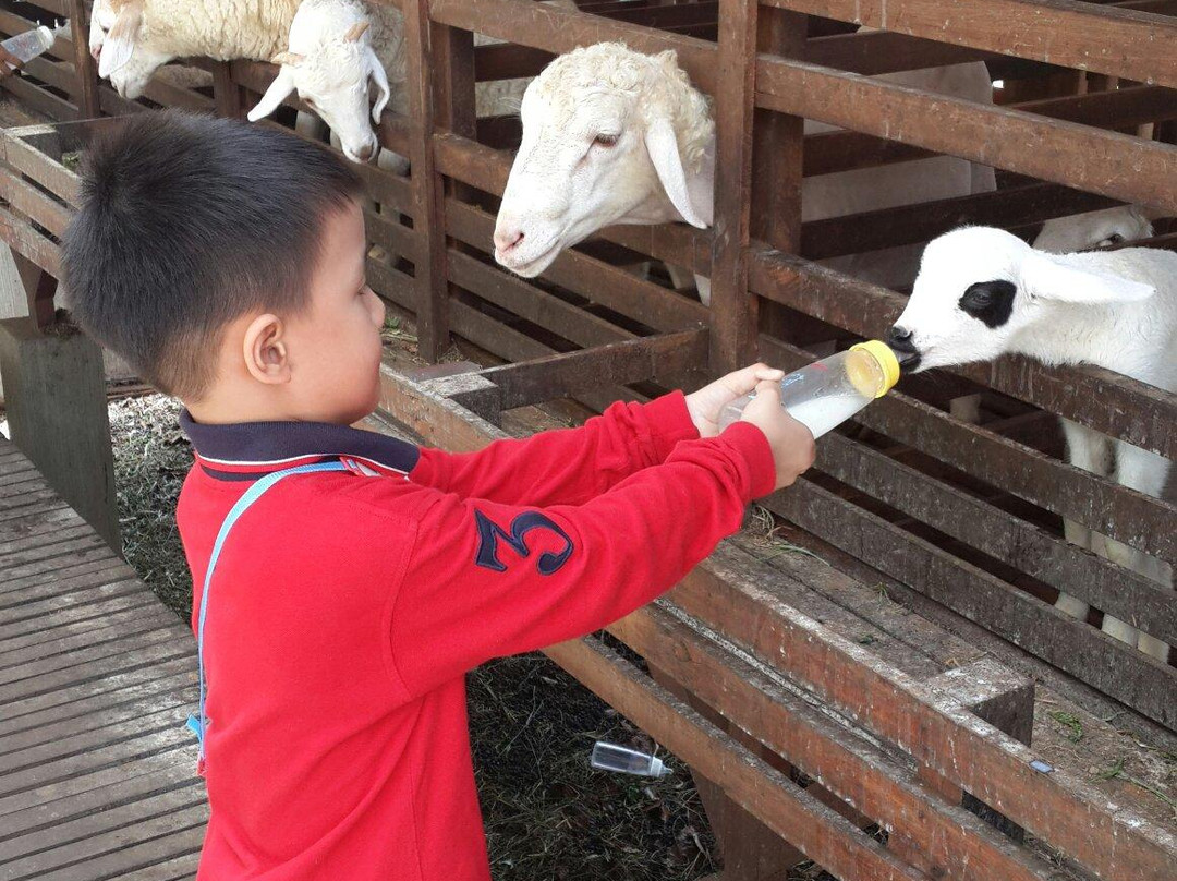 Kuntum Farmfield景点图片
