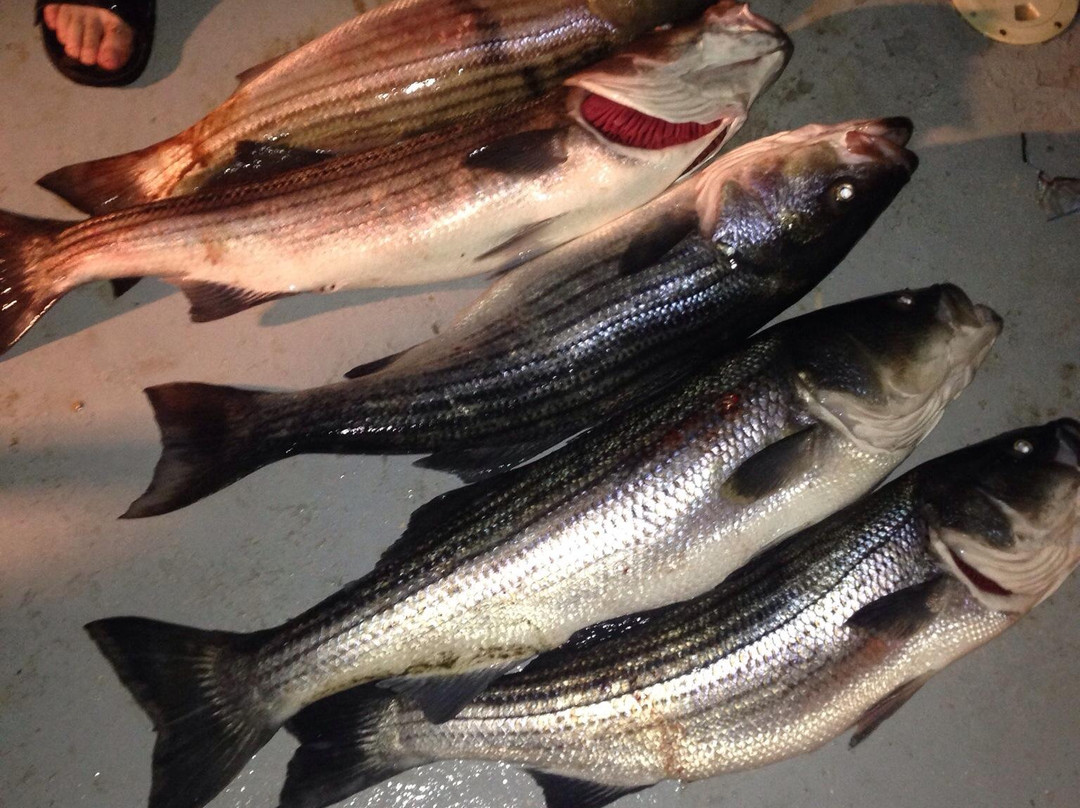 Sound Bound Fishing Charters景点图片