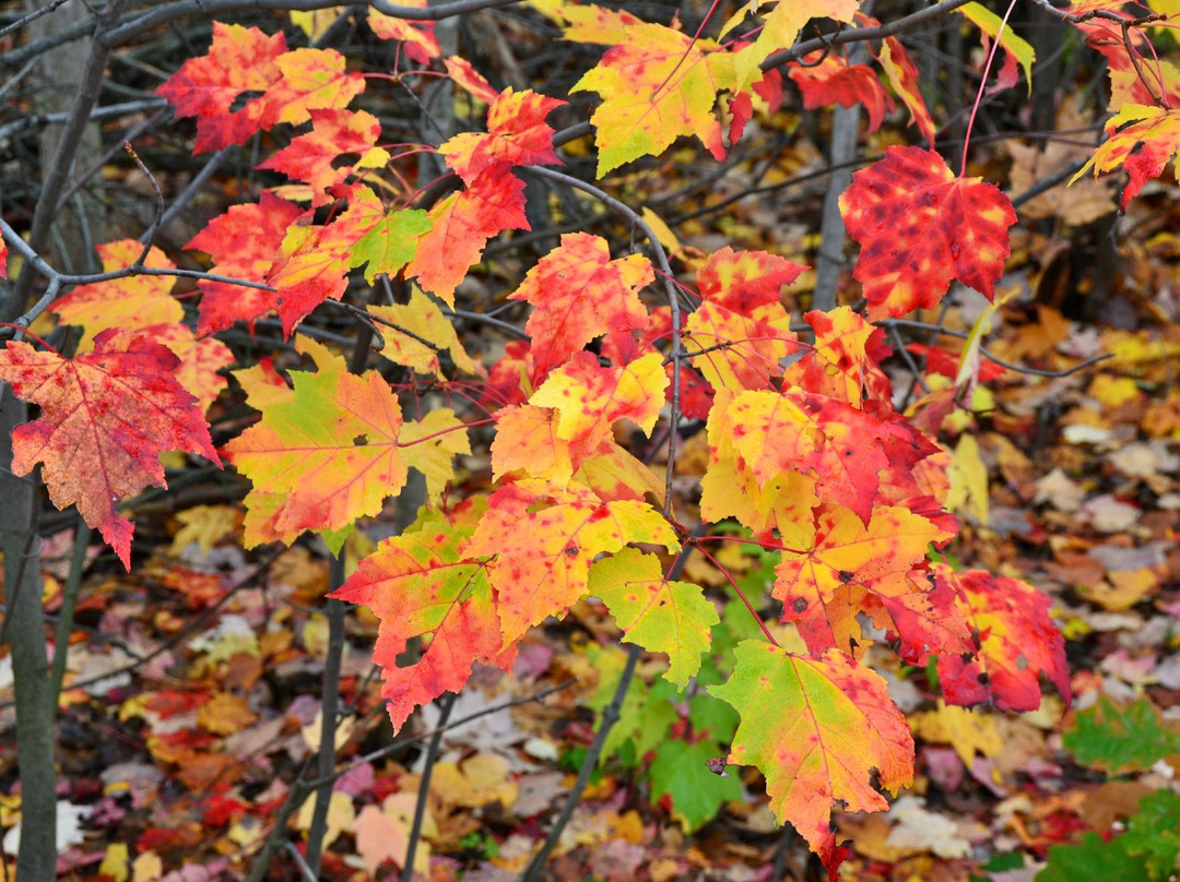 Rotary Park Lookout-Sudbury必去景点