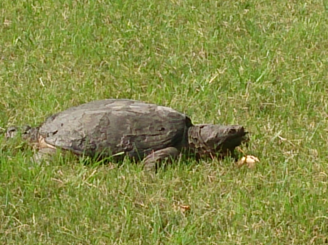 Theresa's Garden主图