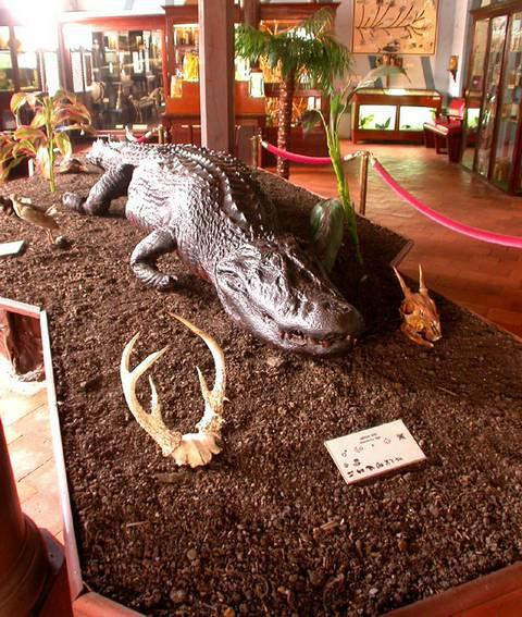 Musee Departmental Alexandre-Franconie-卡宴必去景点