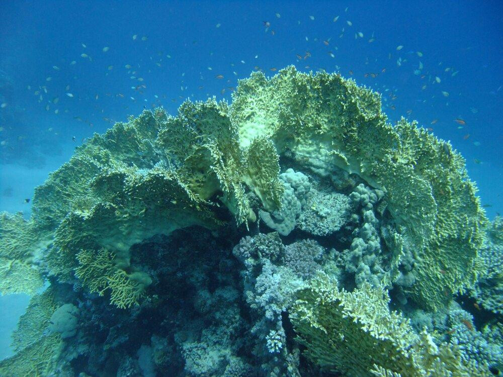 Diveoceanus Holiday Island Resort & Spa-Dhiffushi Island必去景点