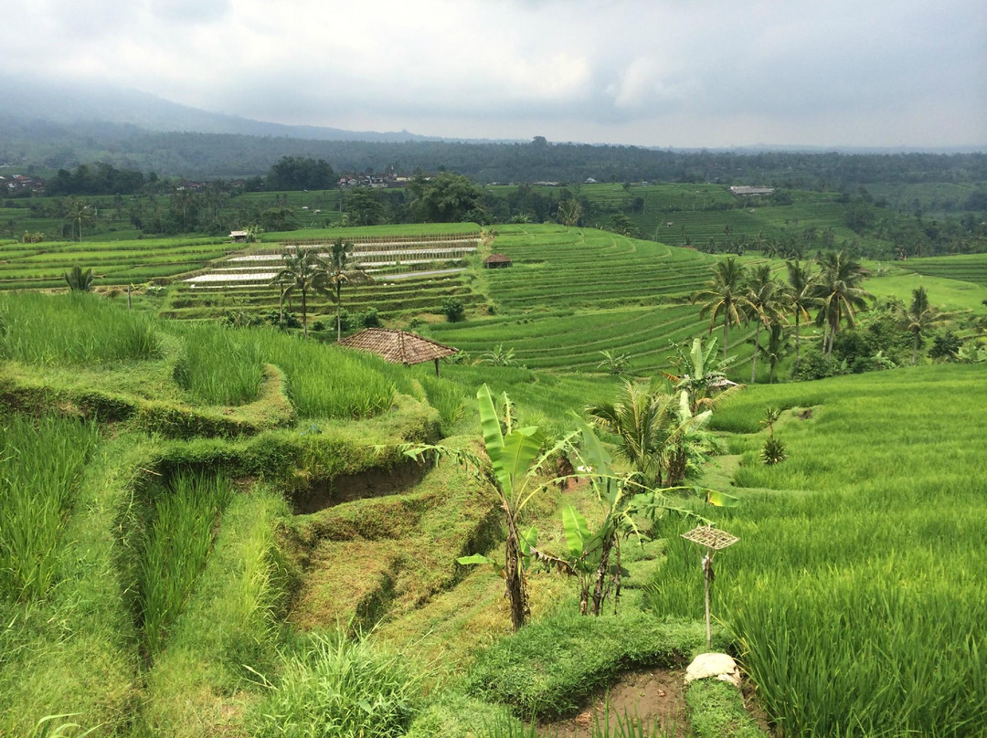 Discover Bali Tour-登巴萨必去景点