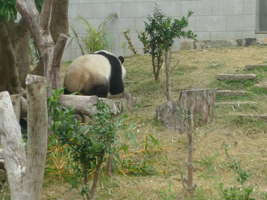 澳门大熊猫馆-澳门必去景点