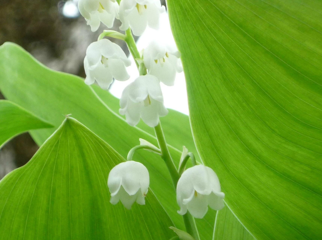 Memu Colony of a Lily of the Valley-平取町必去景点