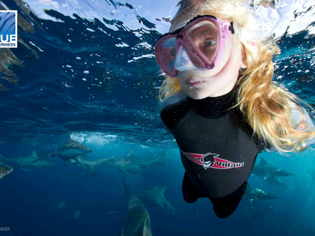 Blue Wilderness Shark Adventures景点图片